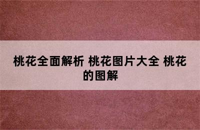 桃花全面解析 桃花图片大全 桃花的图解